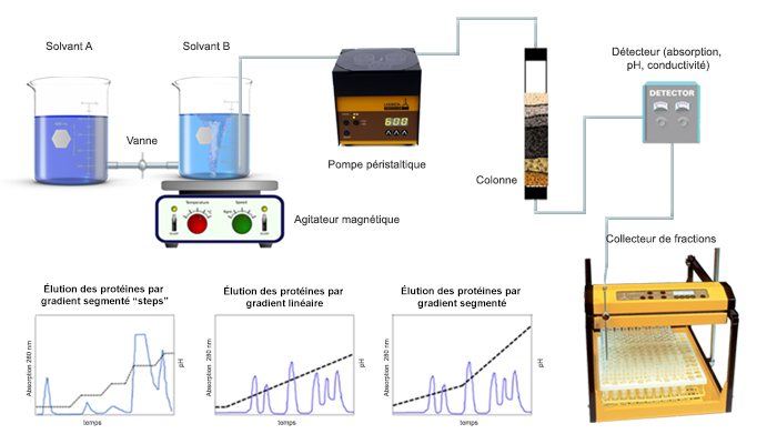 Chromatographie sur colonne pour la purification des protéines